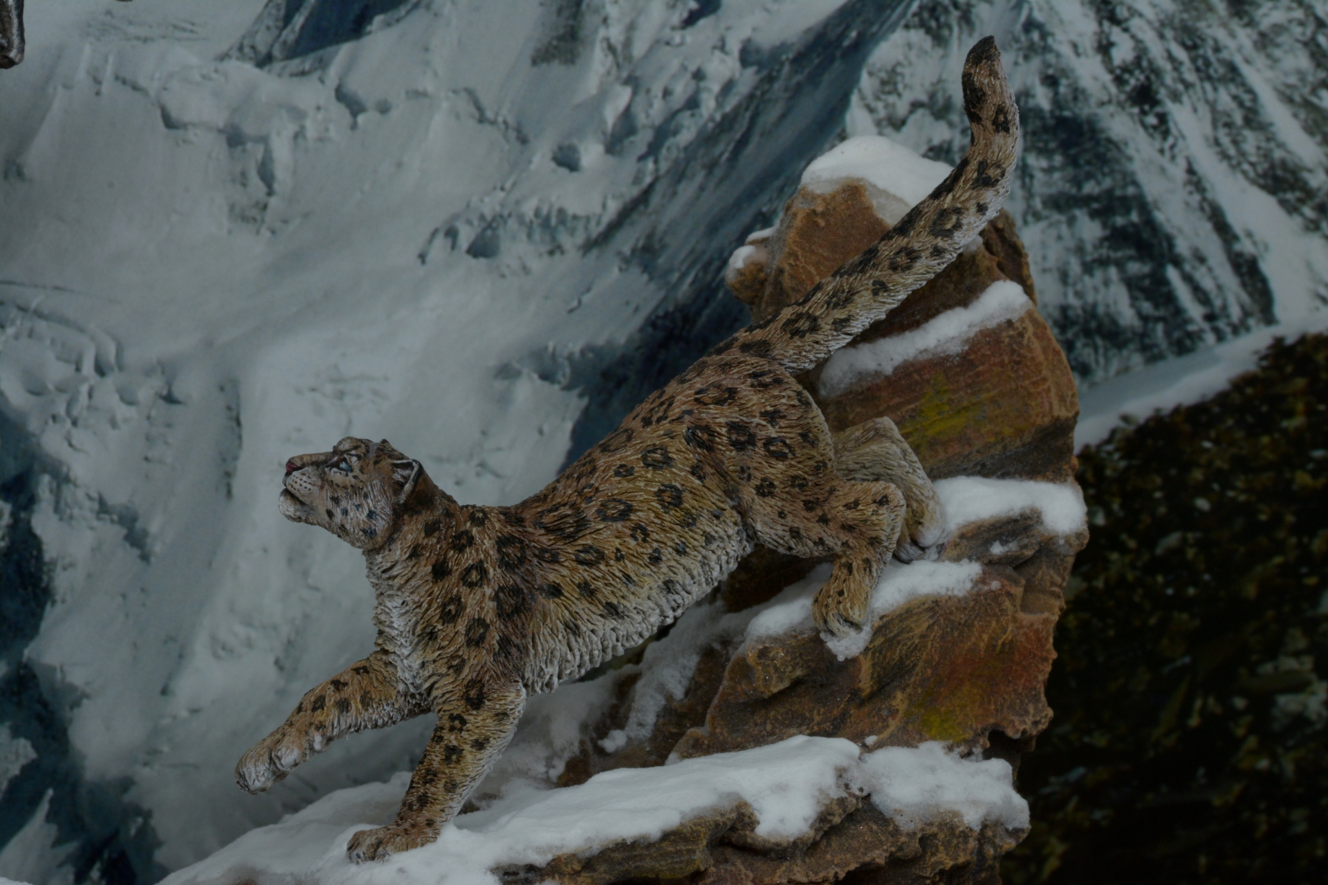 Caza de Leopardo de las nieves